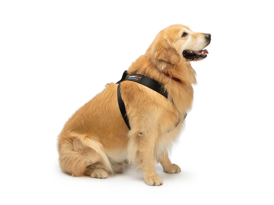 Pet Safety Harness